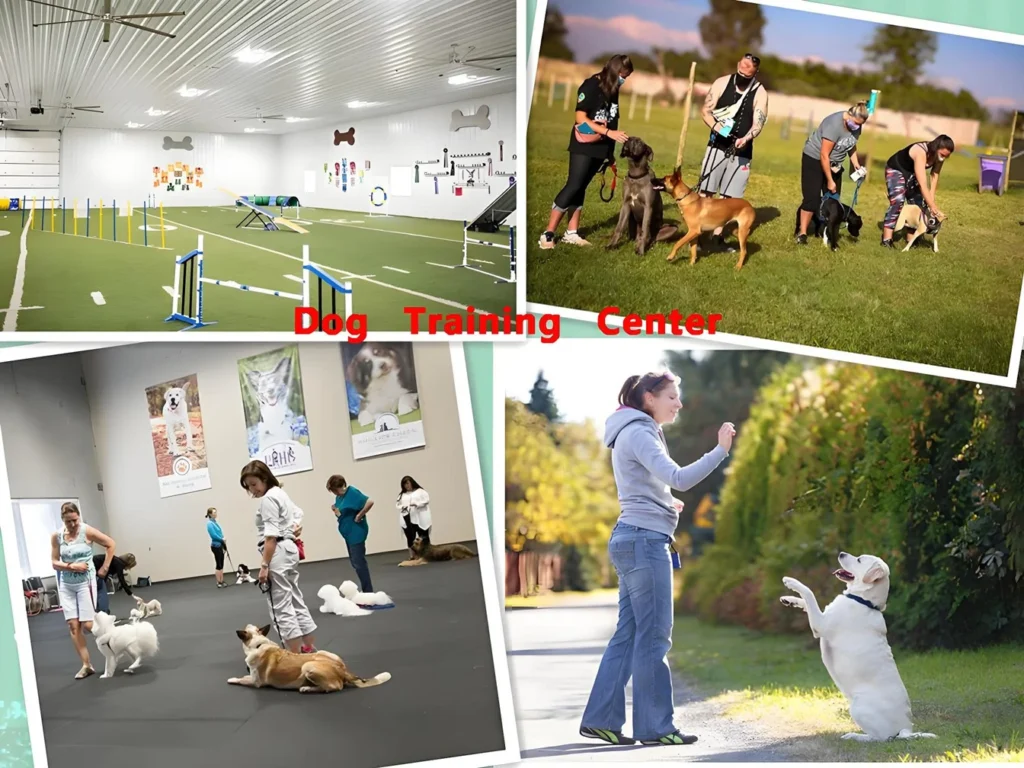 Apex Dog Agility Training Centers Near Me