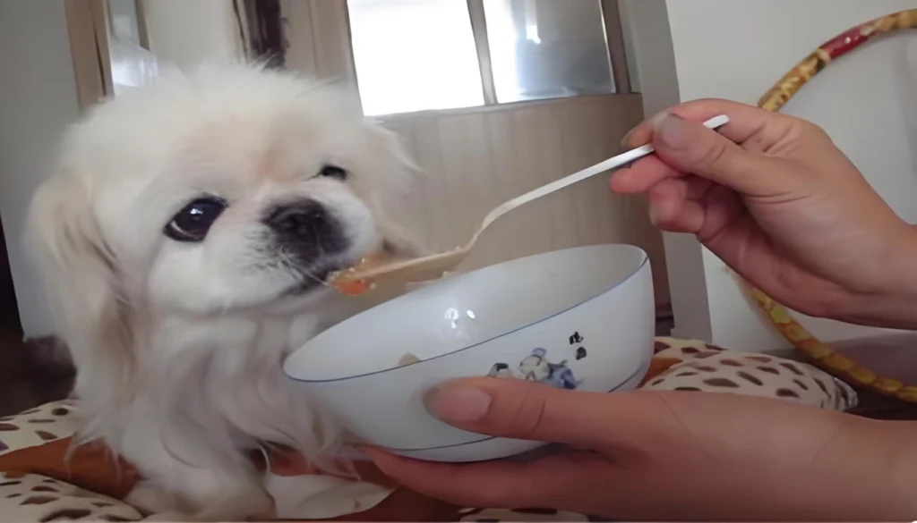 Canine Dining Behavior Training
