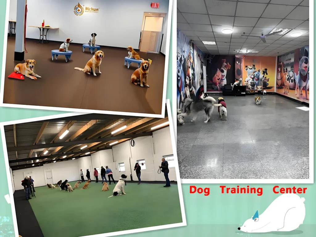 Dog Training School