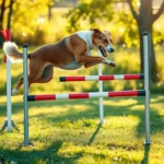 Agility Training Dog
