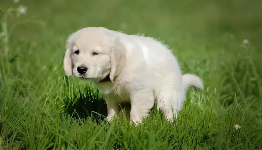 How To Potty Train A Dog To Go Outside