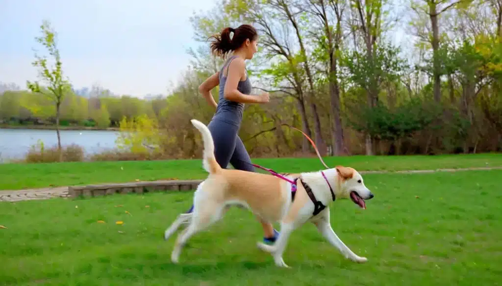 How To Train My Dog Not To Bite